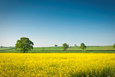 Oil seed rape field